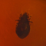 Mite (Acari) in Burmese amber, <1mm