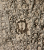 Germany Cretaceous sponge detail