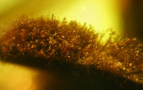 Bee in baltic amber with pollen captured on its limbs.