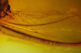 Scolytonema dominicana nematode and wing of platypodid beetle host. Dominican amber.