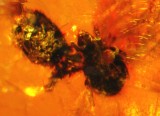 Tortoise mite attached to a larger mite. Cretaceous amber from Burma.