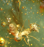 Electromyrmococcus inclusus Williams & Agosti 2001 in the jaws of winged female Acropyga ant (shes about 3 mm long).