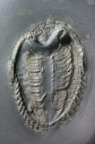 The Whole Trilobite: Legs, Antennae and Guts