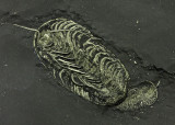 Triarthrus eatoni, 45 mm showing limbs and antennae. Whetstone Gulf Formation, U Ordovician, Lewis Co, New York, USA.