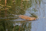 Askham swimming water vole