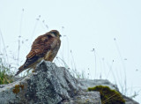 Malham kestrel