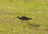 Yorkshire curlew