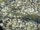 Bandar Khairan cornetfish head