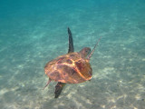 Oman Underwater