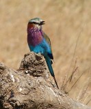 Tanzania Lilac-breasted roller