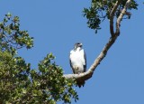 Tanzania Auger Buzzard