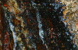 Ant on resin on Kauri pine Agathis australis, Kandy botanic gardens, Sri Lanka