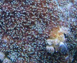 Coral and hand worm