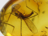 Baltic amber cranefly 1.jpg