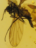 Baltic amber fly 3.jpg