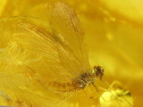 Baltic amber Mayfly 1.jpg