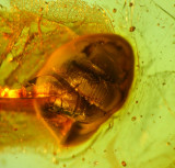 Snails in Amber