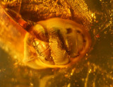 Amber snail 3sm.jpg