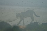 Gordons wildcat in the mist