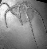 Furcaster decheni,  a very large ophiuroid, 17 cm across (arm length is 11.5 cm) on slab with brachiopod and attached crinoids.