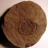 Cyclus johnsoni. Upper Carboniferous. Rochdale, Greater Manchester, England. 2.5 cm wide carapace