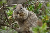 California ground squirrel, Carpinteria