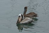 Brown pelicans, Santa Barbara