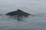 Humpback whale, Santa Barbara