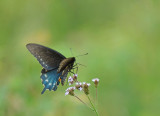 Pipevine swallowtail