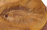 Mazon Creek Elonichthys palaeoniscid