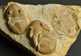 Vogdesia bromidensis, 35 to 42 mm, one inverted to show hypostome.