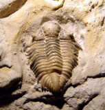 Encrinuroides capitonis. Complete, outstretched, 13 mm. Poolville Member, Bromide Formation, Dunn Quarry.