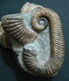 Labeceras compressum, 50 mm heteromorph ammonite. Aptian, Early Cretaceous. Walsh River, Queensland, Australia.