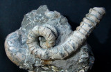 Muramotoceras yezoense, 65 mm with other ammonites. Santonian, Late Cretaceous. Hokkaido, Japan.