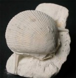 UK Cretaceous Chalk Spondylus spinosus 33 mm 1.jpg