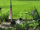 Memorial Day with Kitten 2010
