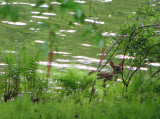 This is the birthplace of many fawns