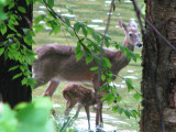 Doe and Fawn