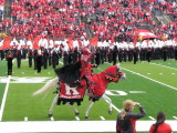The Scarlet Knight