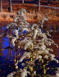 Dead Weeds By The Pond  11/11/05