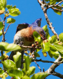 Eastern Bluebird