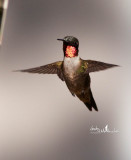 2012-04-14 13:41 Ruby Throated Hummingbird male