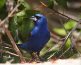 Blue Grosbeak