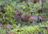 Ruffed Grouse