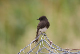 Black Phoebe