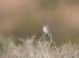 Sage Sparrow