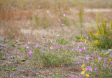 Clarkia amoena var. lindleyi  Farewell to spring