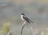 Eastern Kingbird