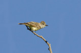 Ash-throated Flycatcher, Quilomene