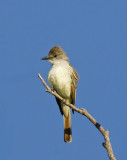 Ash-throated Flycatcher, Quilomene 